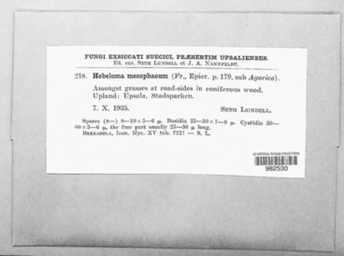 Hebeloma mesophaeum image